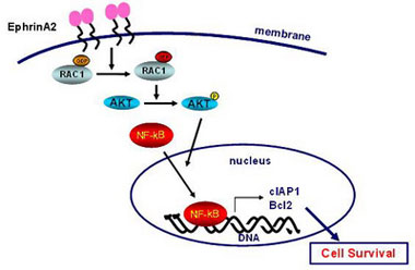 Hepatology：酪氨酸受体激酶EphrinA2可促进肝癌生长和转移