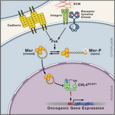 Merlin/NF2通过抑制E3泛素化连接酶防治肿瘤
