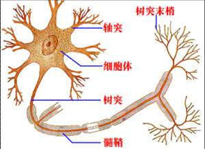 IVIG作为慢性炎性脱髓鞘性多发性神经根神经病（CIDP）的一线疗法（Nihon Rinsho. 2012 Apr;70(4):715-21）