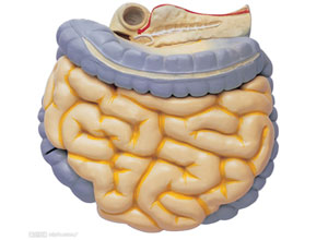 2011年胃肠病学和肝病学的最新证据（Annals of Internal Medicine; 7/3/2012, Vol. 157 Issue 1, following p44-48, 6p）