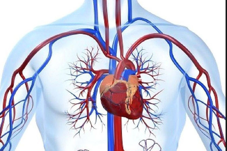 心血管复方药丸在高风险患者中的作用（Eur J Prev Cardiol. 2012 Dec 1）