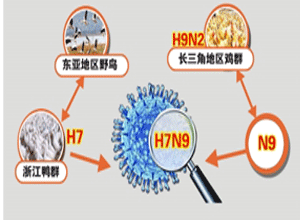 H7N9禽流感病毒缘何如此“迅猛”