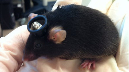 科学家成功给小鼠移植虚假记忆