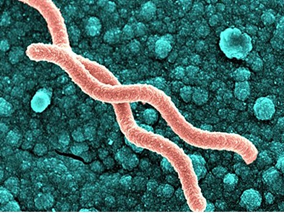 胶体次枸橼酸铋阻碍质子进入幽门螺杆菌对生长依赖抗生素的作用