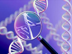 基因多态性对辛伐他汀和辛伐他汀酸药代动力学的影响
