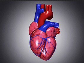 螺内酯可预防蒽环类药物引起的心肌病
