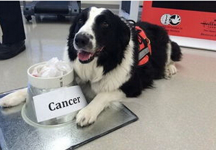 宠物狗能靠嗅觉诊断甲状腺癌