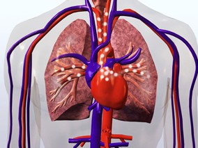 长期暴露于尾气排放和细颗粒物对肺功能下降的影响