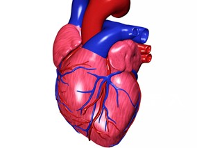 β肾上腺素阻断药能否降低血管手术患者心脏并发症的风险？