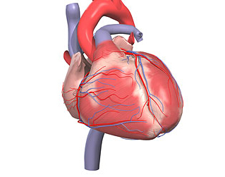 冠状动脉钙化程度或可预测无症状患者15年死亡率
