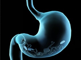肠途径摄入蛋白质对十二指肠细胞骨架与蛋白质生物合成的影响