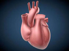 心脏停搏初期电击恢复节律患者早期给予肾上腺素对结局的影响