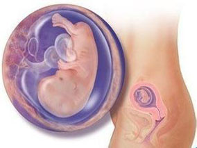 母体寄生虫感染或与胎儿免疫系统发育相关