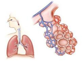 COPD患者口服低剂量茶碱联合吸入型激素不能增强抗炎作用