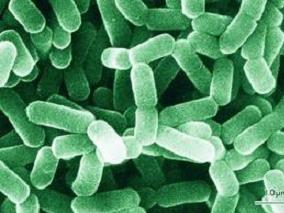 头孢他啶耐药的肠杆菌和铜绿假单胞菌患者的潜在替代药物
