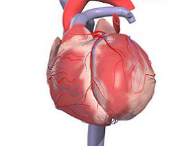 DAPT治疗的冠状动脉病患者：甲状旁腺激素对血小板反应性的影响