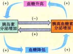 SFA、MUFA、PUFA、碳水化合物对血糖-胰岛素平衡的影响