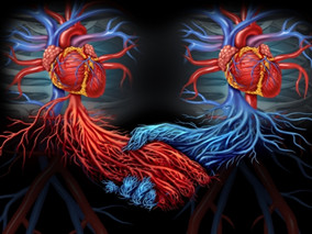 鼠的心脏+人类细胞 开启“换心”新模式