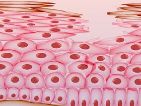 皮肤细胞“变身”胰岛素分泌细胞 强！