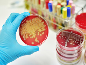 新倡议能否改善金黄色葡萄球菌菌血症患者的治疗质量？