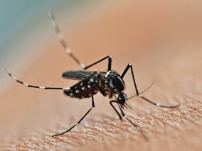 “吸血鬼”蚊子能传播新冠病毒吗？最新研究实锤告诉你